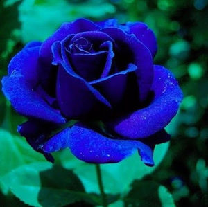 Meet your Posher, Marissa